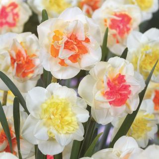 Double Mix Daffodils Thumbnail